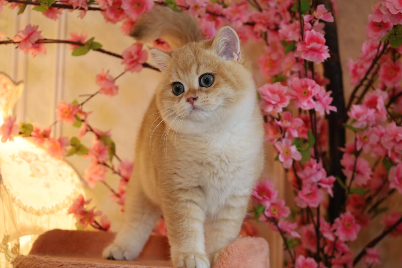 سام